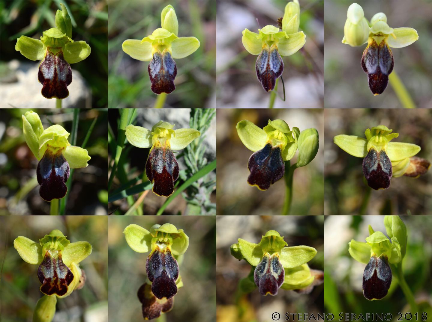 Ophrys fusca s.l. da determinare - Salento - Lecce